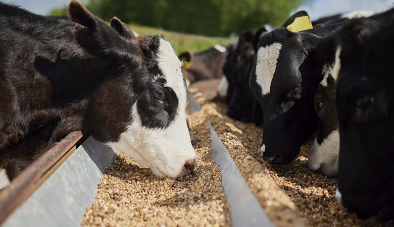 Benefícios do Farelo de Soja na nutrição animal